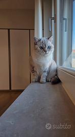 Gatto Scottish Straight