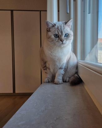 Gatto Scottish Straight