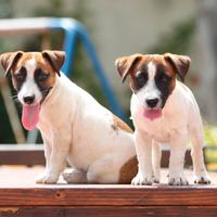 Jack Russell femmine con pedigree