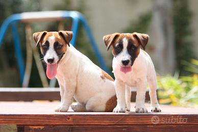 Jack Russell femmine con pedigree
