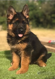 Cuccioli pastore tedesco FEMMINA