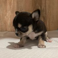 Cucciola chihuahua chiwawa