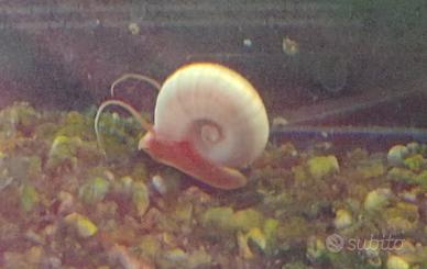 Lumache acquario "planobarius pink"