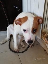 Amstaff americano