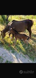 Super pony
