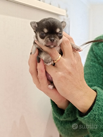 Chihuahua