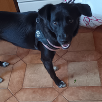 Meticcio di 1anno è mezzo