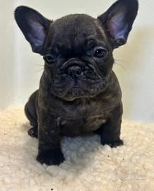 Cuccioli di bulldog francese maschi e femmine