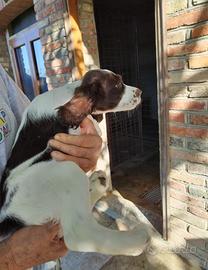 Cucciolo Springer spaniel