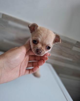chihuahua 