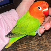 Inseparabile Fisher opalino