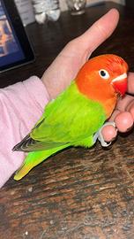 Inseparabile Fisher opalino