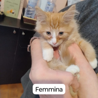 Cuccioli Norvegesi delle foreste