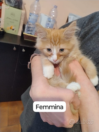 Cuccioli Norvegesi delle foreste