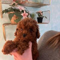 Cucciola Barboncino Toy