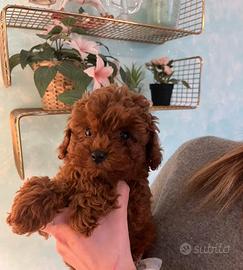 Cucciola Barboncino Toy