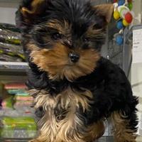 Cuccioli di yorkshiree mini toy