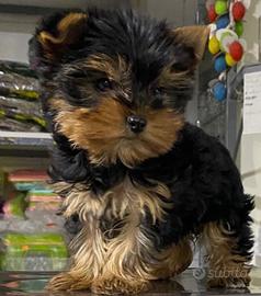 Cuccioli di yorkshiree mini toy