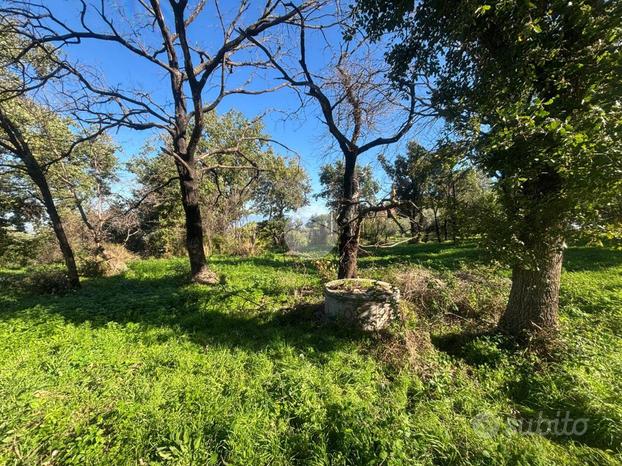 TER. AGRICOLO A MONTE PORZIO CATONE