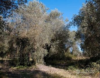Terreno di 3 ha con destinazione uliveto