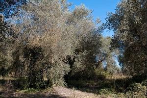 Terreno di 3 ha con destinazione uliveto