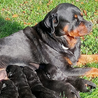 Cuccioli di rottweiler