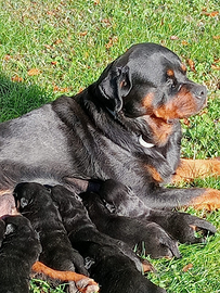 Cuccioli di rottweiler