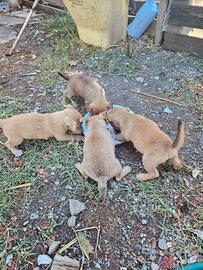Cuccioli  Pinscher