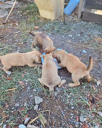 Cuccioli  Pinscher