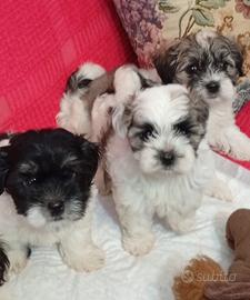 Cuccioli di Shih-Tzu