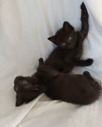 Gattini mix don sphynx ( consegna)