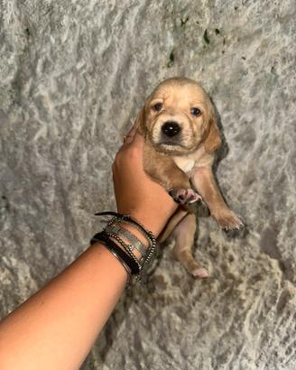Prenotazione Cuccioli di Segugio Maremmano