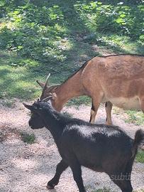 Capretto tibetano