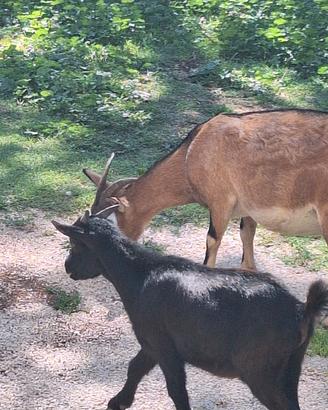 Capretto tibetano