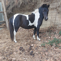 Pony Shetland di 2 anni