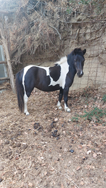 Pony Shetland di 2 anni