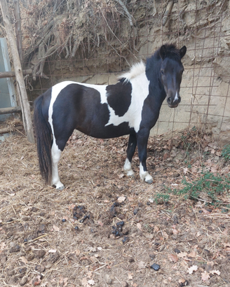 Pony Shetland di 2 anni