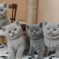 British shorthair da 30 euro al mese