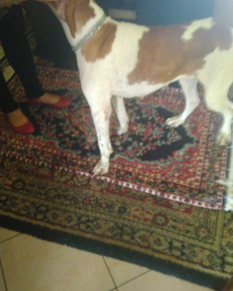Pointer puro cuccioli