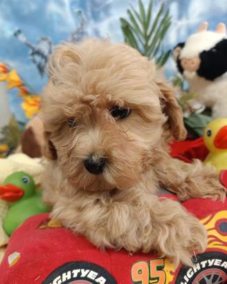 Maschietto Taglia Più Piccola Toy Maltipoo
