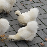 Coppia gallo e gallina ornamentali moroseta