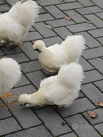 Coppia gallo e gallina ornamentali moroseta