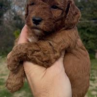 Maschio red toy barboncino