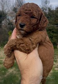 Maschio red toy barboncino