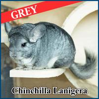 Chincilla Grigio / Chincilla Lanigera