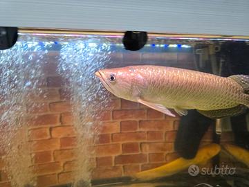 Pesci Predatori Ciclidi