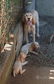 Cagnolini razza Spinone Italiano