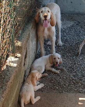Cagnolini razza Spinone Italiano