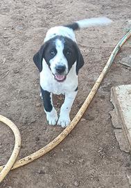 Cuccioli maremmano