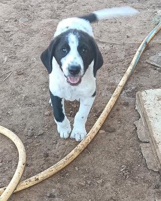 Cuccioli maremmano